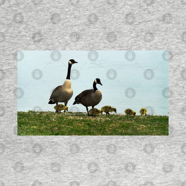 Mother and Father Canada Goose and Their Goslings by BackyardBirder